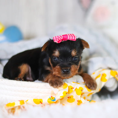 Tiffy - Available 5/14