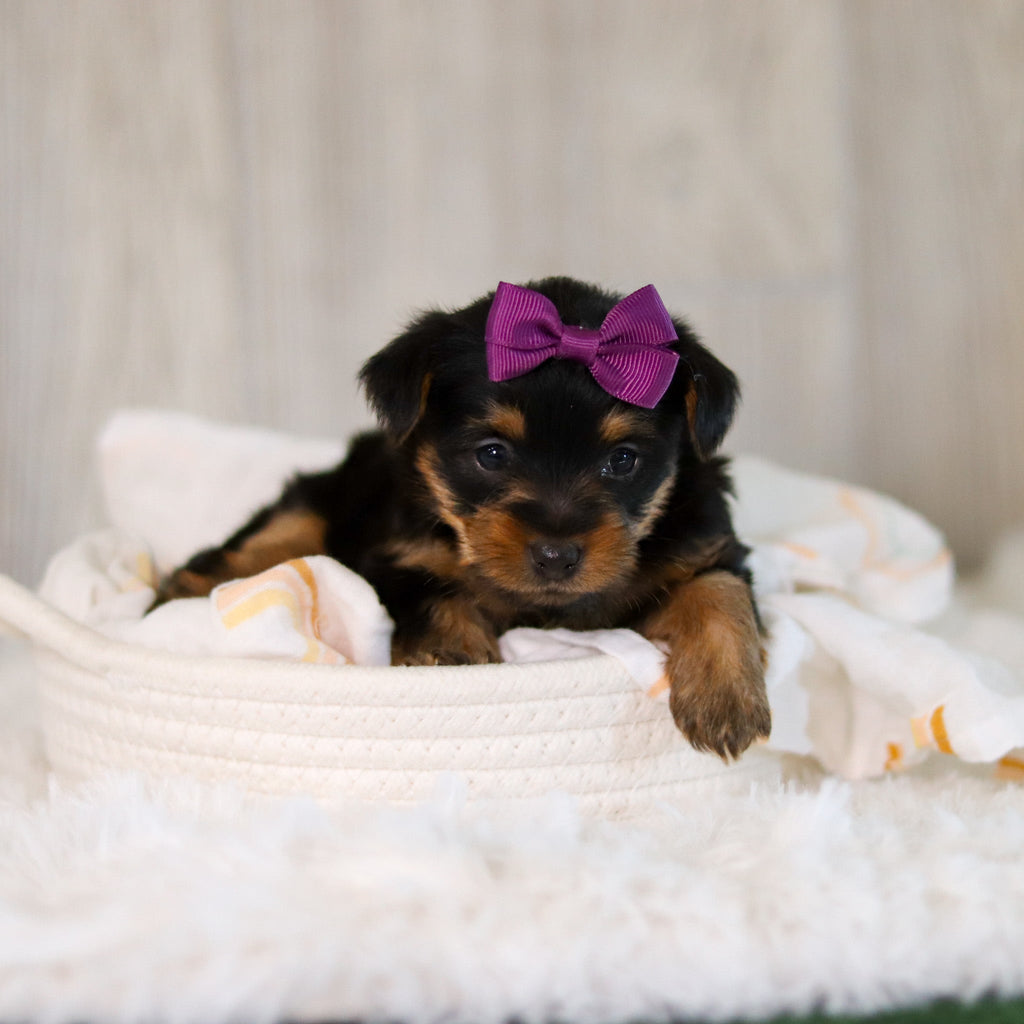 Cookie - Available Now