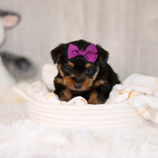 Cookie - Available Now