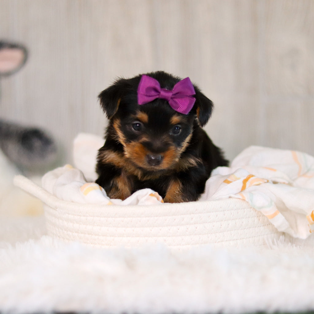 Cookie - Available Now