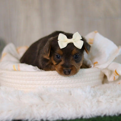 Cinnamon - Available 5/28