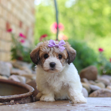Addie - Available 6/4