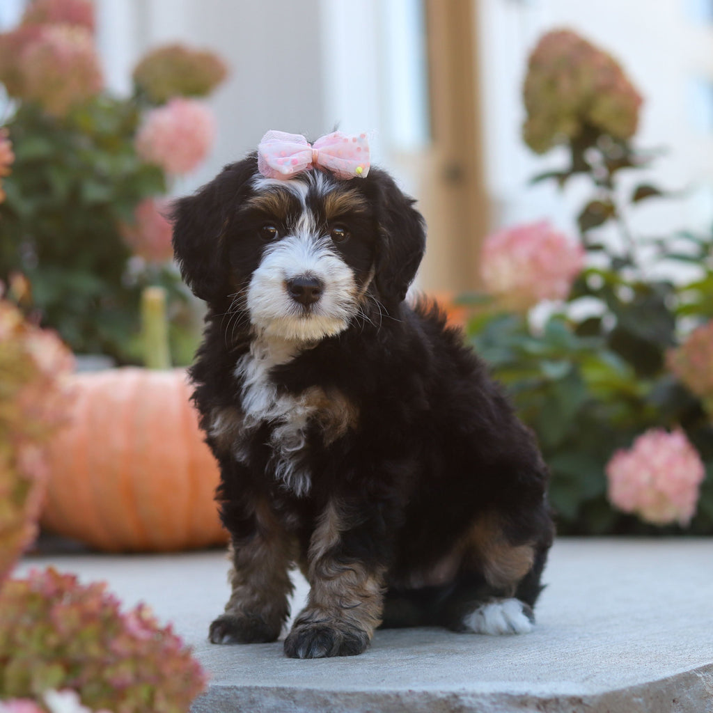 Oaklyn - Available 10/22