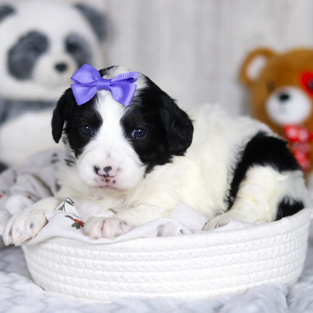 Darcy - Available Now