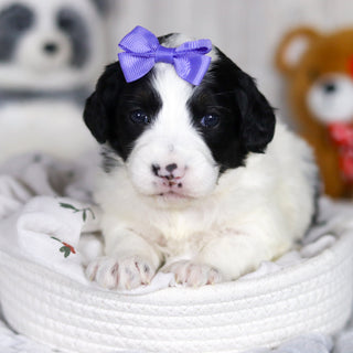 Darcy - Available Now