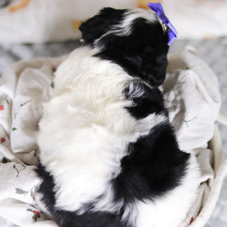 Darcy - Available Now