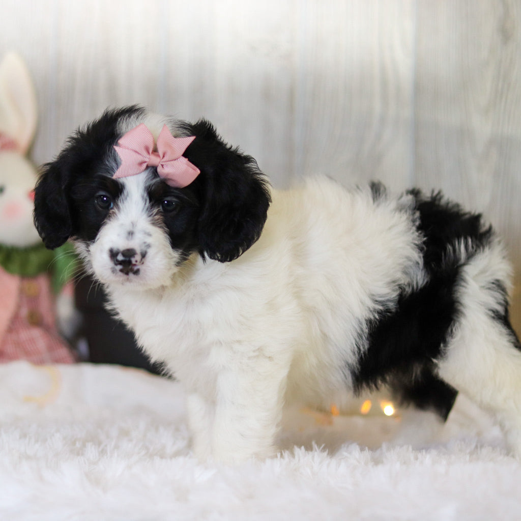 Darcy - Available Now