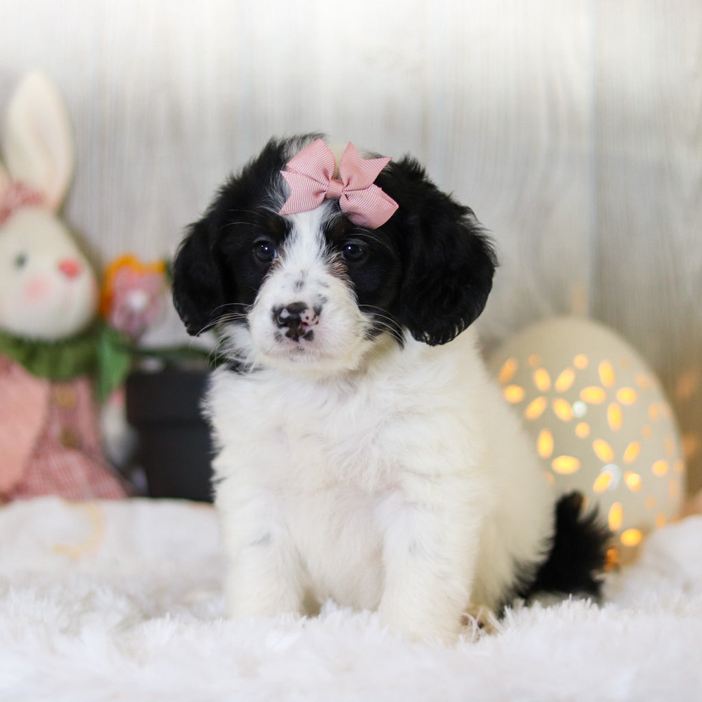Darcy - Available Now