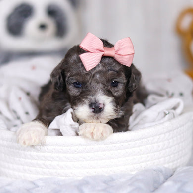 Louise - Available 4/2