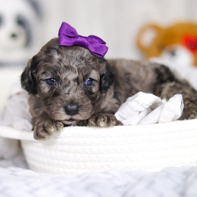 Lettie - Available 4/2