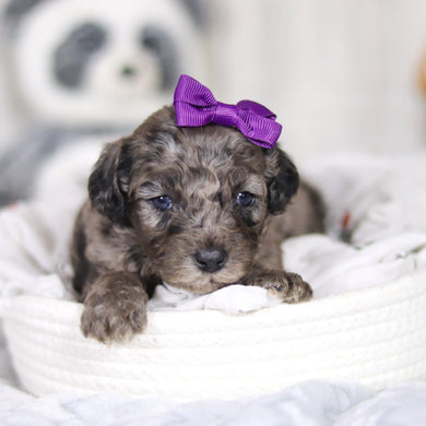 Lettie - Available 4/2