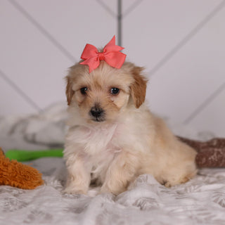 June - Available Now