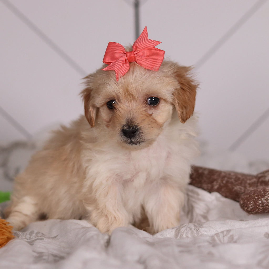 June - Available 2/4