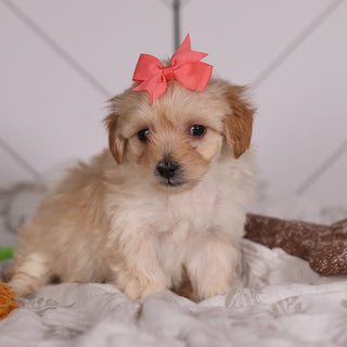 June - Available 2/4