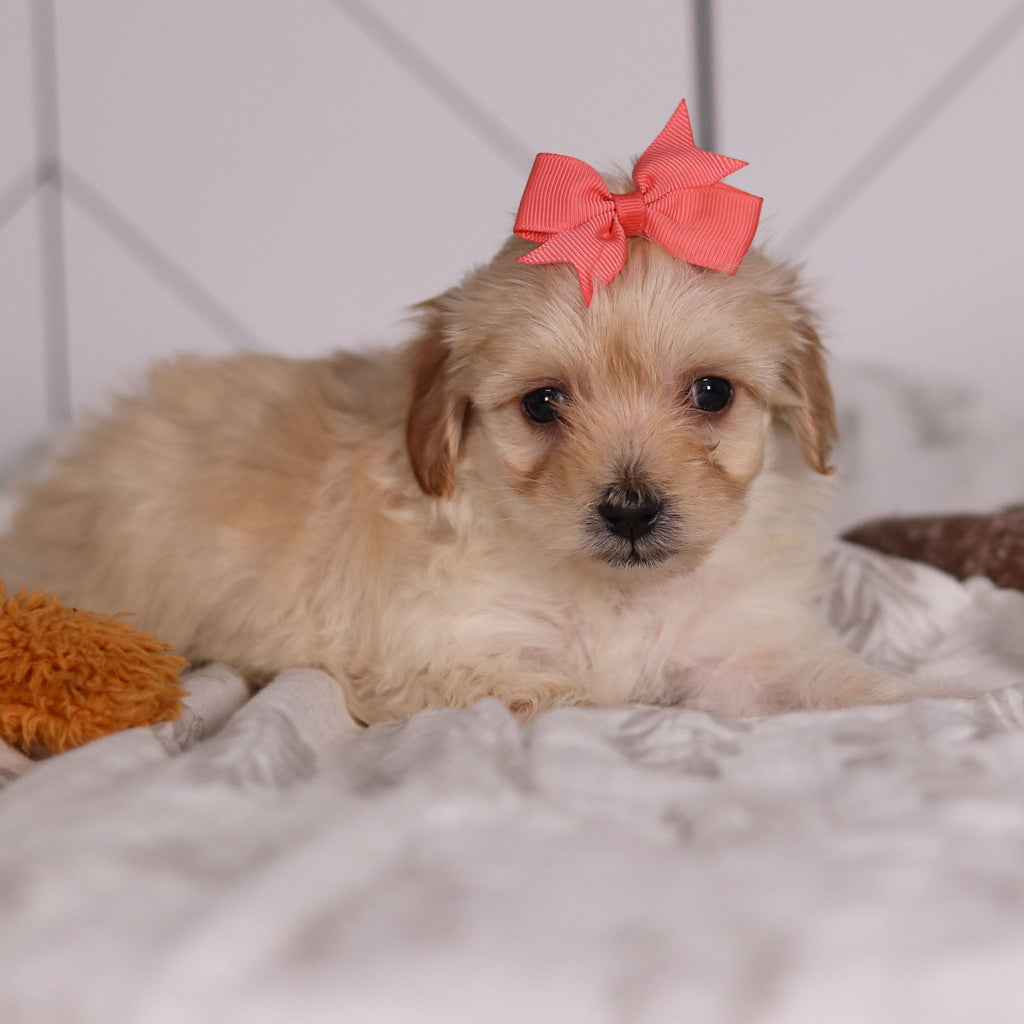 June - Available 2/4