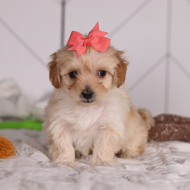 June - Available Now