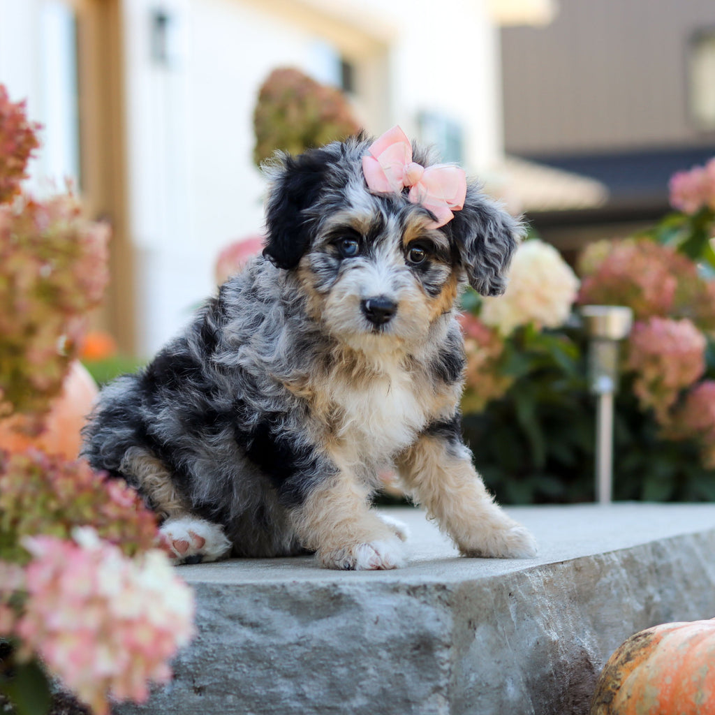 Odette - Available 10/22