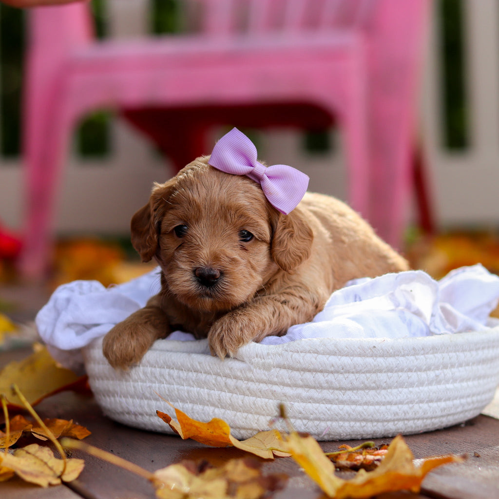 Baylor - Available 11/19
