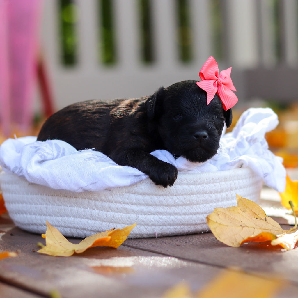 Nina - Available 11/19
