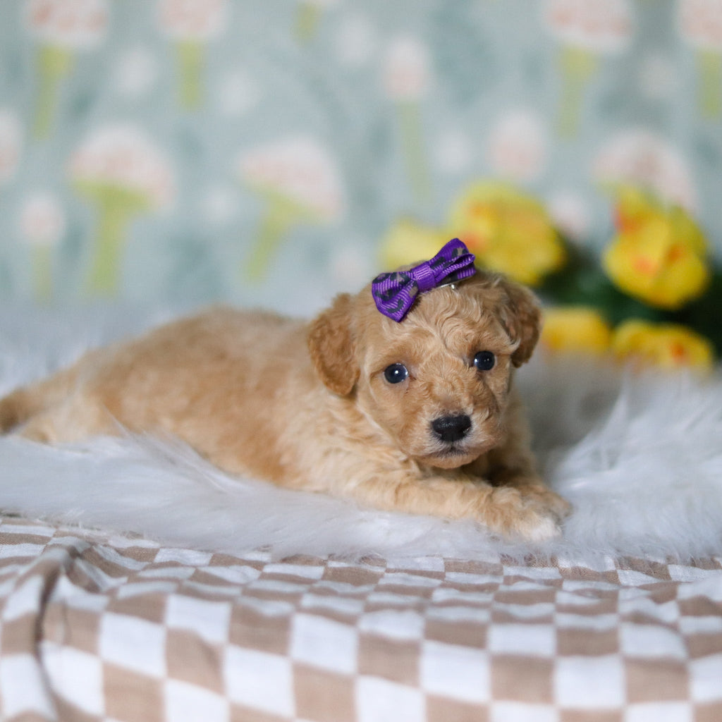 Misha - Available Now