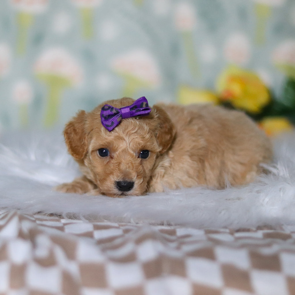 Misha - Available Now