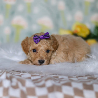 Misha - Available Now