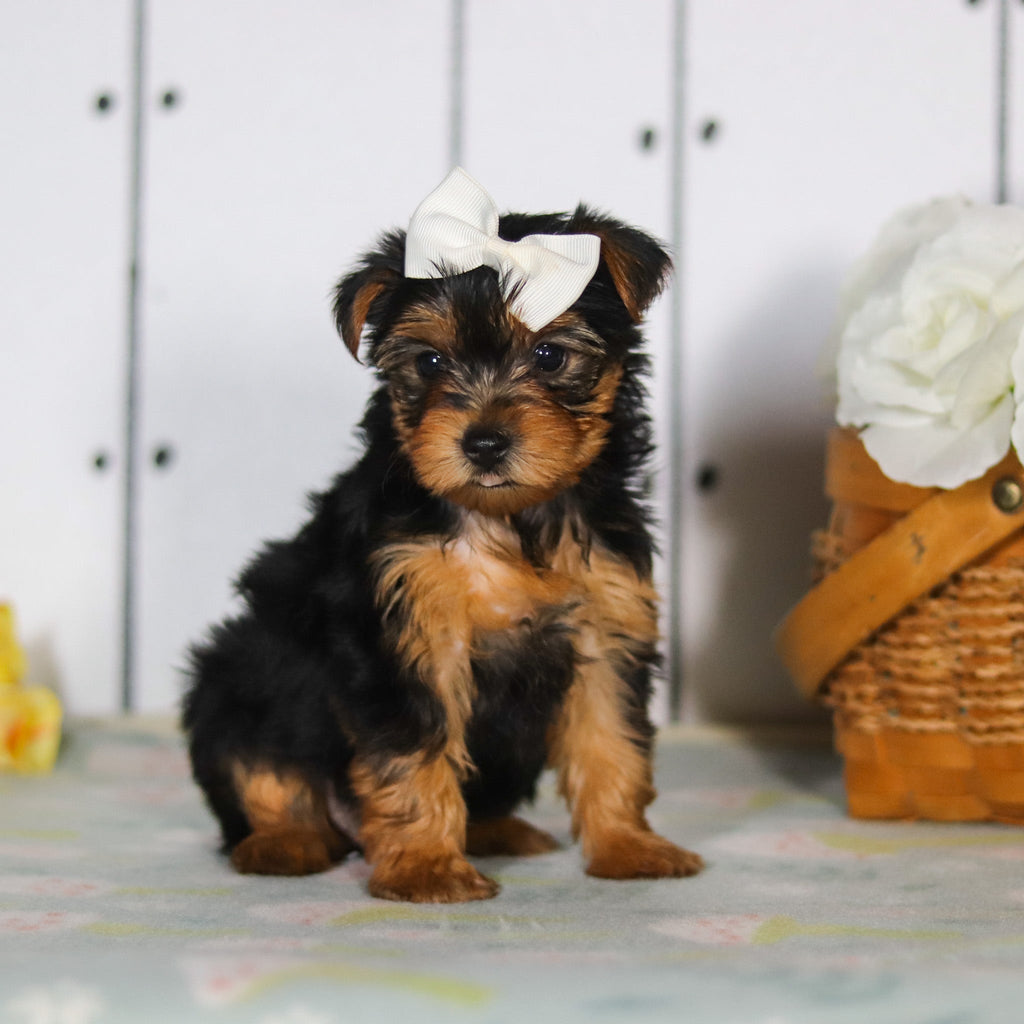Della - Available 5/14