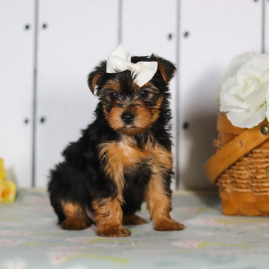 Della - Available 5/14