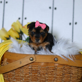 Della - Available 5/14