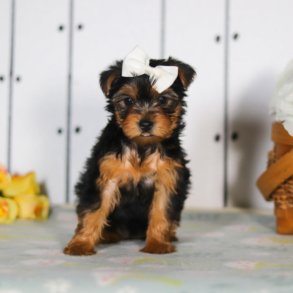 Della - Available 5/14