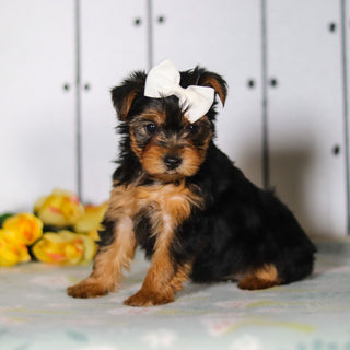 Della - Available 5/14