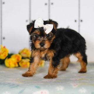 Della - Available 5/14