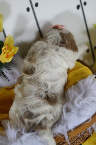 Vivian - Available 5/14