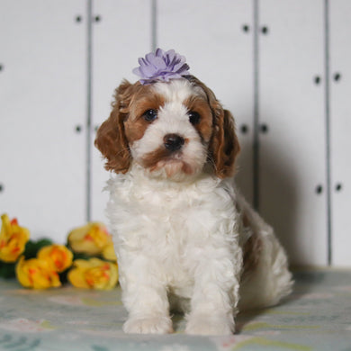 Vivian - Available Now