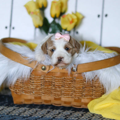 Vivian - Available 5/14