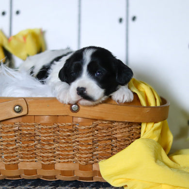 Vera - Available 5/14