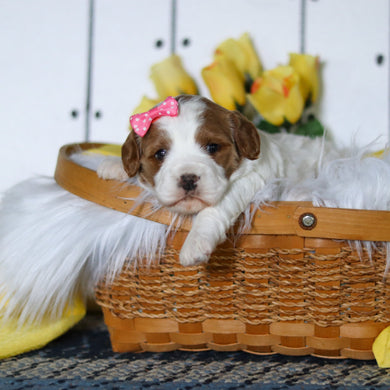 Valerie - Available 5/14