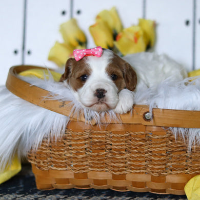 Valerie - Available 5/14