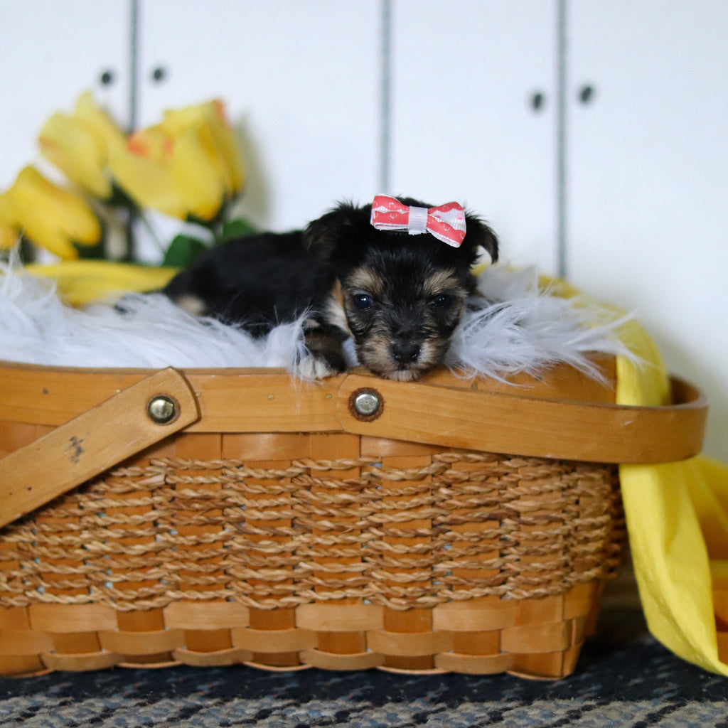 Bumblebee - Available 5/14