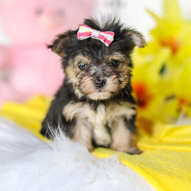 Bumblebee - Available 6/4