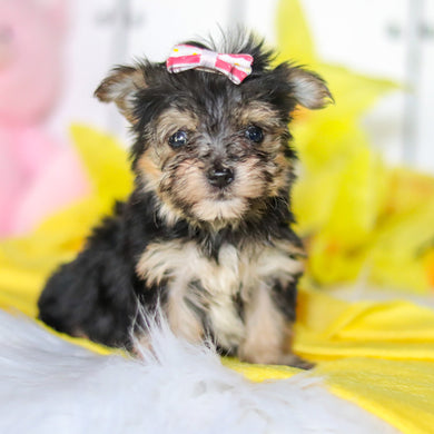 Bumblebee - Available 6/4