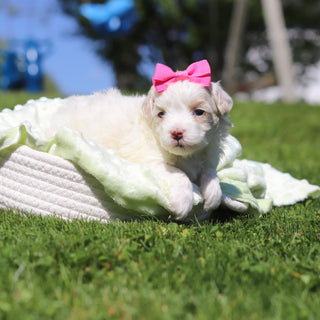 Opal - Available 6/18