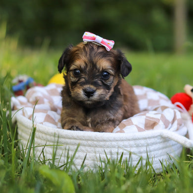 Jacy - Available 7/9