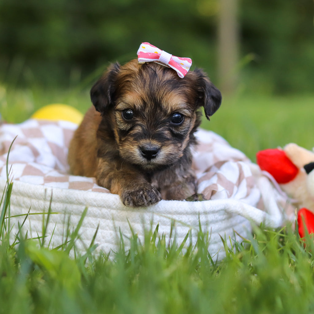 Jacy - Available 7/9