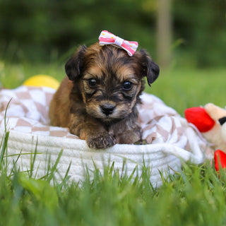 Jacy - Available 7/9