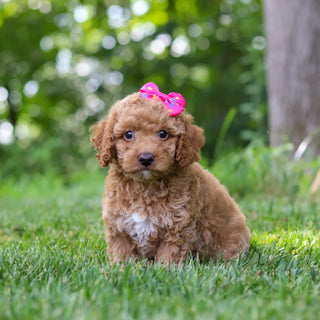 Lana - Available 7/16