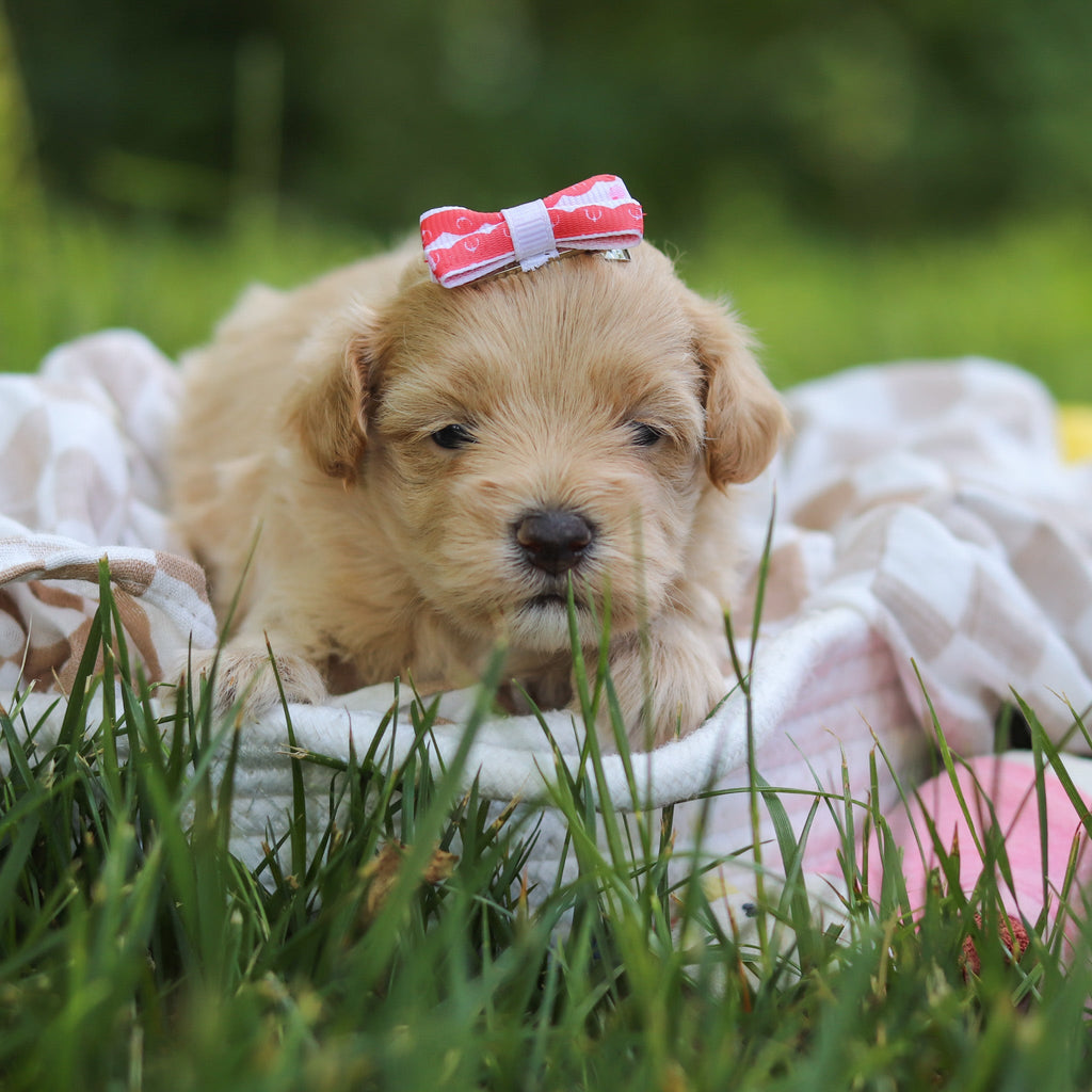 Mitzi - Available 7/23