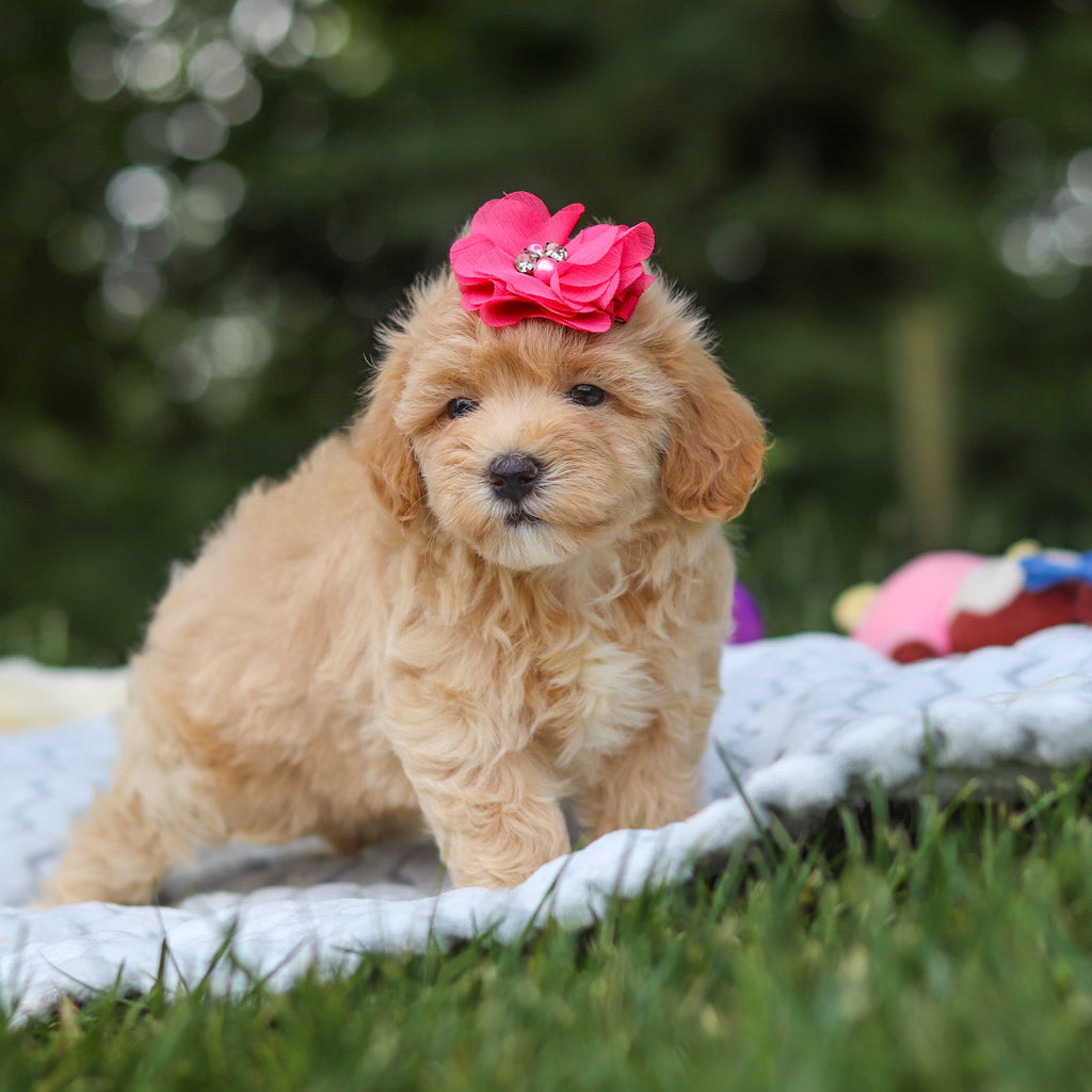 Mitzi - Available 7/23