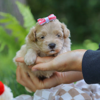 Mitzi - Available 7/23
