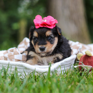 Lucy - Available 8/13